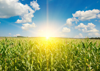Wall Mural - Sunrise over corn field. Agriculture background