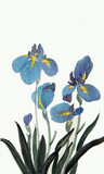 Fototapeta Sypialnia - blooming blue irises