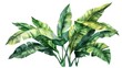 A beautiful watercolor painting of a plant with green leaves. Suitable for botanical illustrations or nature-themed designs