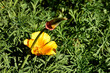 Flower of orange  golden poppy