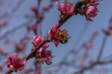 Fototapeta Storczyk - Kwiaty brzoskwini zwyczajnej z pszczołą zbierającą nektar, Prunus persica