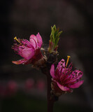 Fototapeta Storczyk - Kwiaty brzoskwini zwyczajnej, Prunus persica