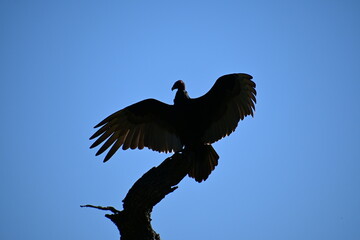 Sticker - vulture in flight