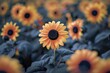 A beautiful field of sunflowers with a single flower standing out. Ideal for nature or agriculture concepts