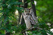Long-eared Owl Asio Otus in the wild