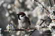 Eurasian tree sparrow, Passer montanus. In the wild