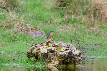 Wall Mural - Kingfisher Alcedo atthis in the natural habitat