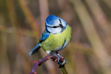 Wall Mural - Bird Eurasian blue tit Cyanistes caeruleus in the wild. Songbird