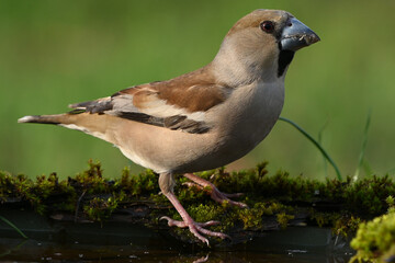 Wall Mural - Hawfinch Coccothraustes coccothraustes. In the wild