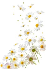 Beautiful White And Yellow Daisies Floating In The Air, Perfect For Spring Designs