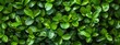 A lush green boxwood hedge with dense foliage, providing an elegant and refreshing background for various applications. Top view