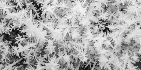 Sticker - A stunning black and white photo of frost crystals, perfect for winter themes