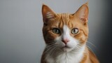 Fototapeta  - Photo of a cute cat