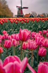 Canvas Print - A beautiful field of pink tulips with a charming windmill in the background. Perfect for spring and nature-themed designs