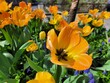 Spring blooming tulips in the garden
