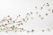 Selective focus on white background isolated cotton flower falling