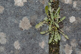 Fototapeta Dmuchawce - green moss on the stone