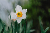 Fototapeta Dmuchawce - daffodils in the garden