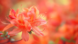 Fototapeta  - Zbliżenie na kolorowy kwiat różanecznika