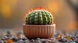   A little cactus in a clay pot on a gravel surface, with an out-of-focus backdrop