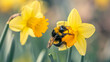 Bumblebee pollinating a daffodil in spring