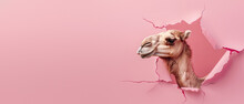 A Playful Image Depicting A Camel's Head Protruding Through A Punctured Pink Paper, Showcasing A Sense Of Curiosity And Surprise