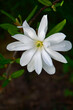 biała magnolia gwiaździsta , Magnolia stellata, duży kwiat magnoli gwiażdzistej zbliżenie, Close up of a large white flower of the magnolia	