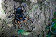 Costa Rican Orange kneed Tarantula, Megaphobema mesomelas
