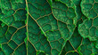 A Close-up Look at Leaf Texture & Chlorophyll