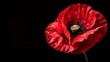 Red poppy flower against a black background, symbolizing Remembrance Day