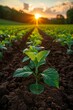 Adopting agricultural sustainability practices for long-term environmental health