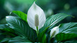White Lily Blossom