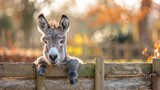 Fototapeta Las -   A donkey leans over a wooden fence, gazing beyond it with a curious look towards the camera