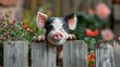   A tiny pig peeks over a wooden fence, revealing its snout, against a backdrop of a blooming red flower garden