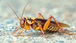 Single cockroach on gritty terrain with wings extended. A detailed view of insect life. Concept of survival, adaptability, and pest behavior in the wild.