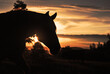 Horse at the farm during sunset.