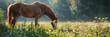 A horse peacefully grazing in a field filled with tall green grass on a sunny day