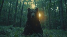   A Large Black Bear Sits In The Forest, With The Sun Shining Through Its Eyes, Illuminating Its Head