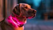 A luminous collar with LEDs for your dog's safety and visibility during night walks. Smart luminous collar for your dog's safety during nighttime adventures.