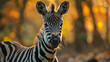 A zebra is standing in a forest with a bright orange and yellow background