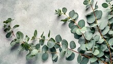 Flying Fresh Green Branches Of Eucalyptus On Light Gray Background Flat Lay Top View Mock Up Nature Eucalyptus Leaves Background Eucalyptus Branches Pattern Floral Frame Layout For Design