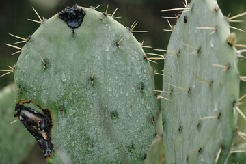 Wall Mural - Wet prickly pear cactus closeup with water droplets from rain weather on plant.
