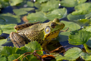 Green frog sitting on weed covered pond