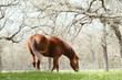 Sorrel horse grazing on green grass during Texas spring season on farm.