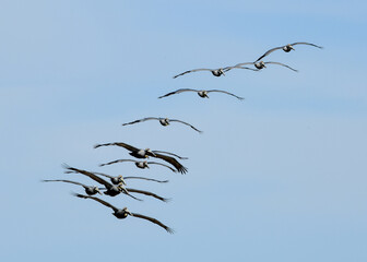 Wall Mural - Pelicans flying at High Island Beach, Bolivar Peninsula, Texas