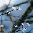 Close-up of hoar frost on a branch in winter with blue sky.