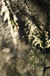 Close-up of moss and needles in a forest backlit on a sunny day.