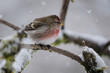 Redpoll songbird close-up on a branch in winter with snow falling.
