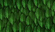Green Leaves Pattern Background. Abstract green dark texture, nature background.