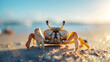 crab on the beach at morning , beach life 